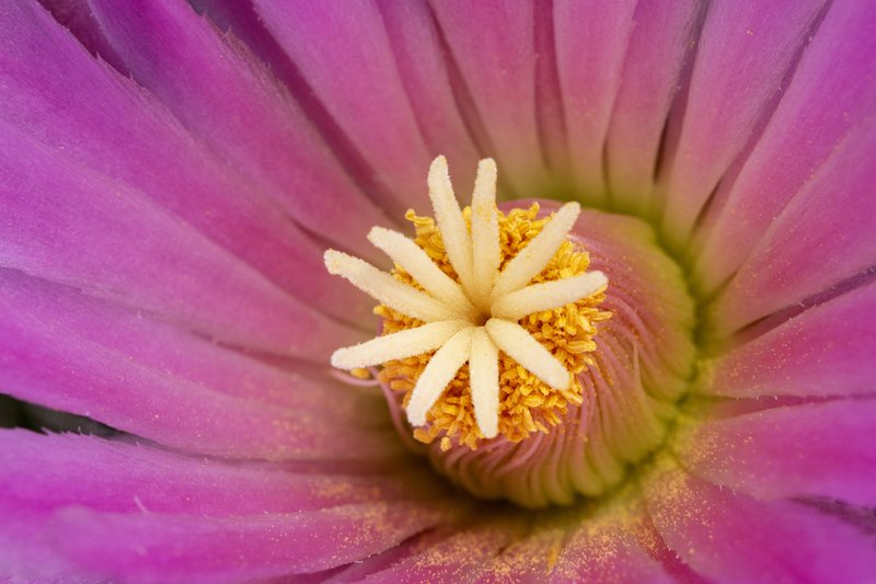 Nipple Beehive Cactus photo 4
