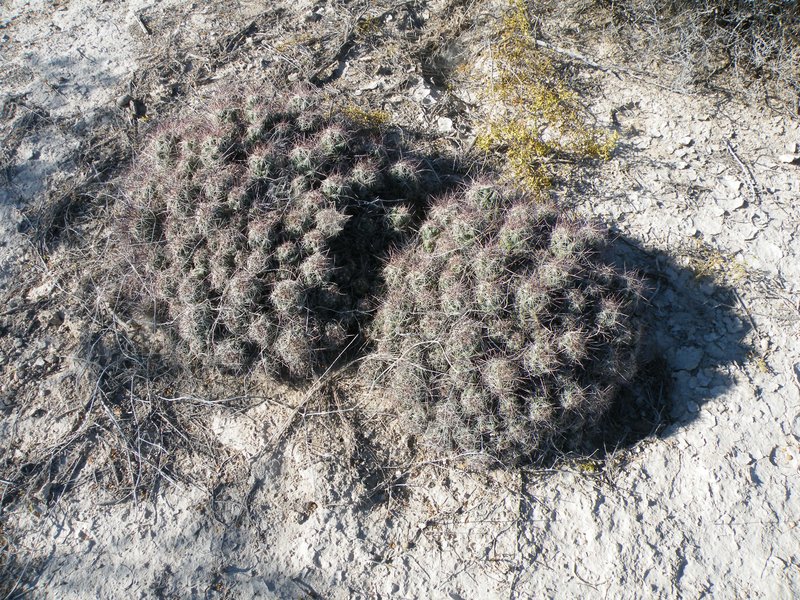 Nipple Beehive Cactus photo 5