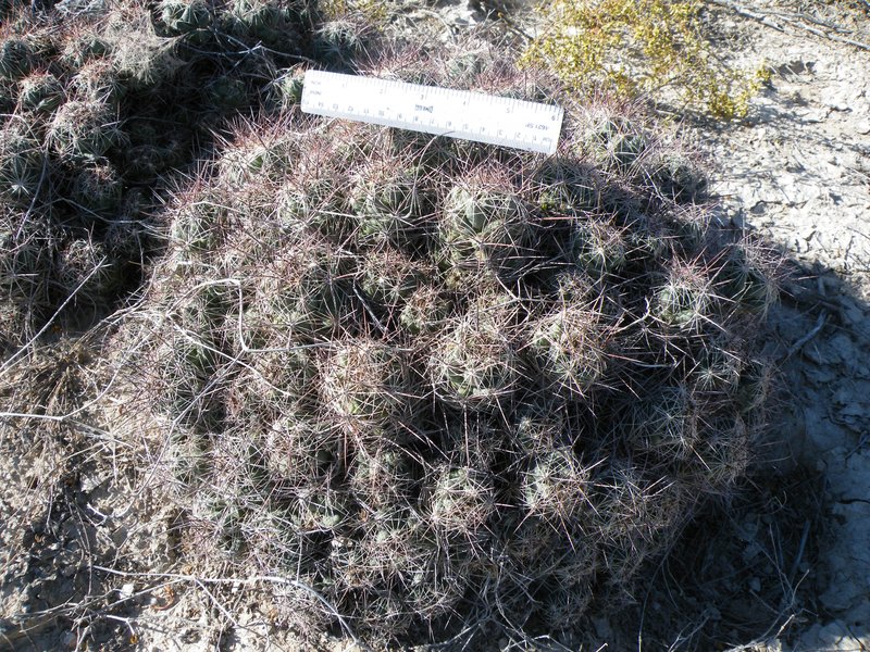 Nipple Beehive Cactus photo 6