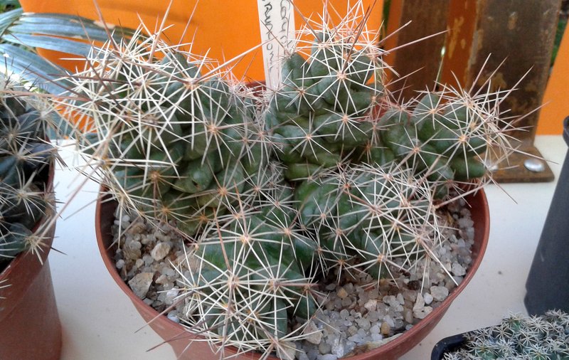 Nipple Beehive Cactus photo 7