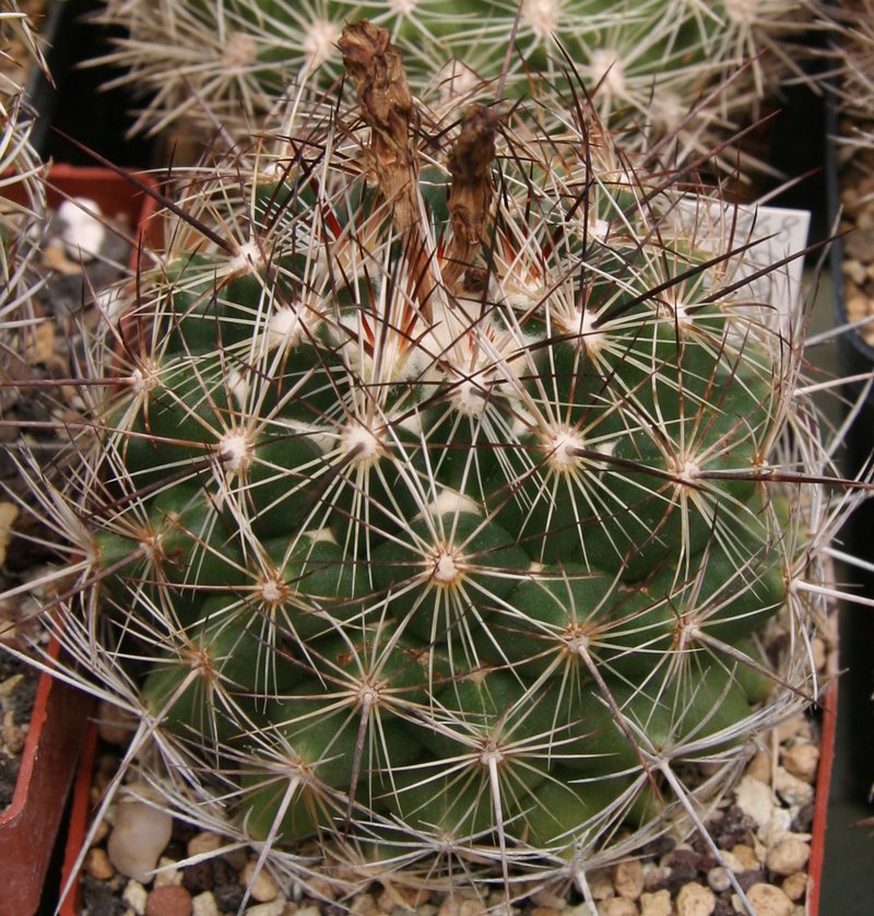 Nickels' Cactus