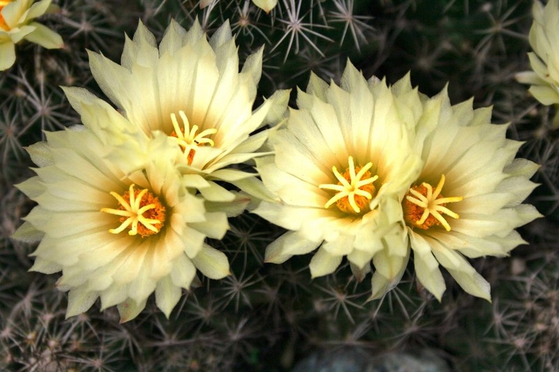 Nickels' Cactus