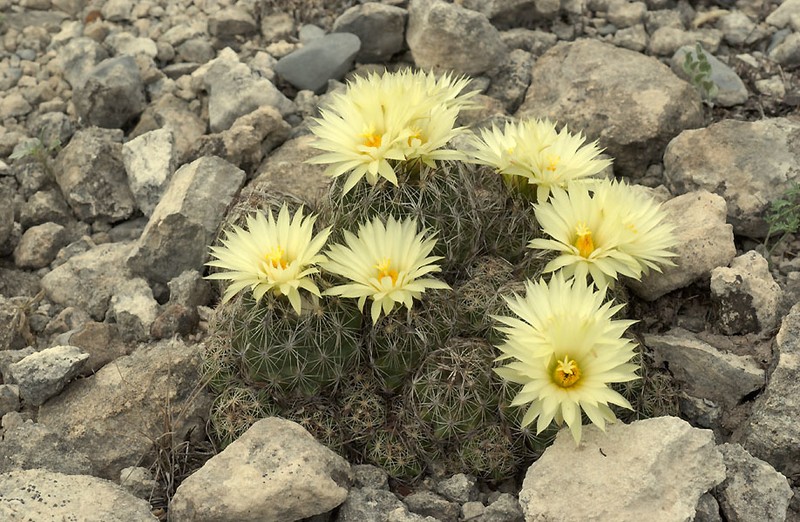 Nickels' Cactus photo 2