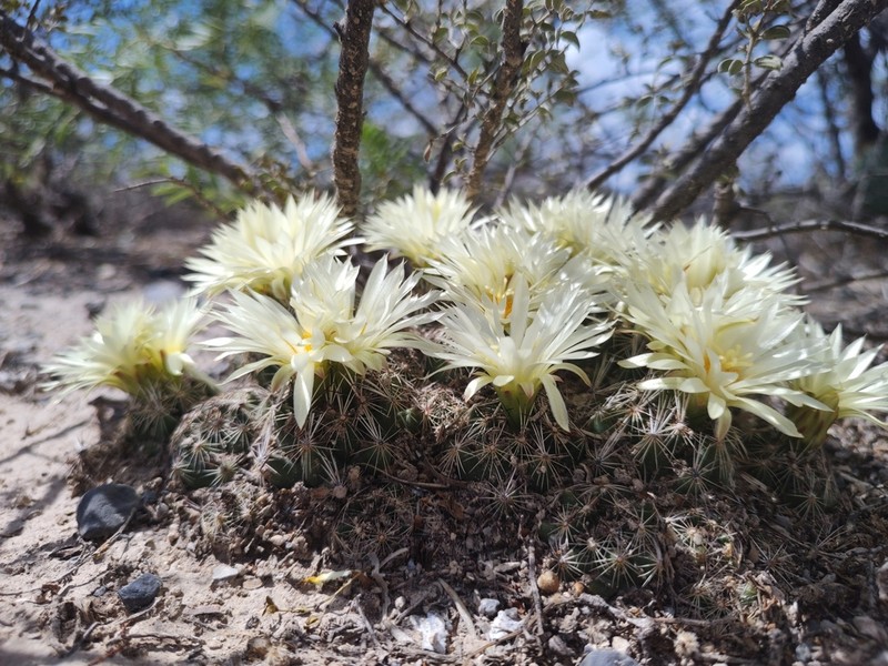 Nickels' Cactus photo 4