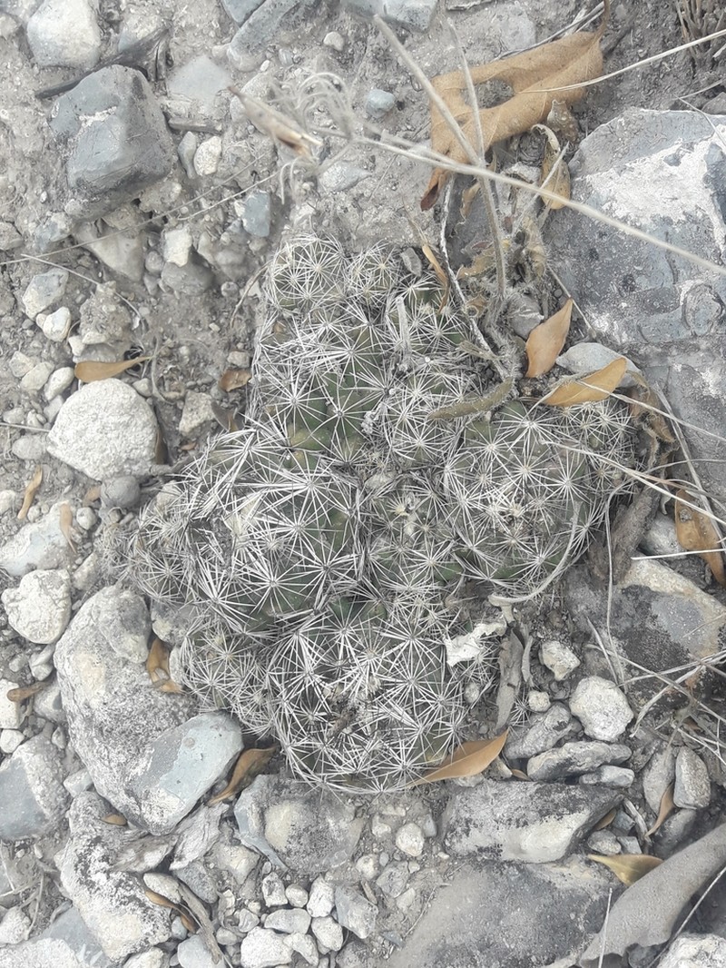 Nickels' Cactus photo 5