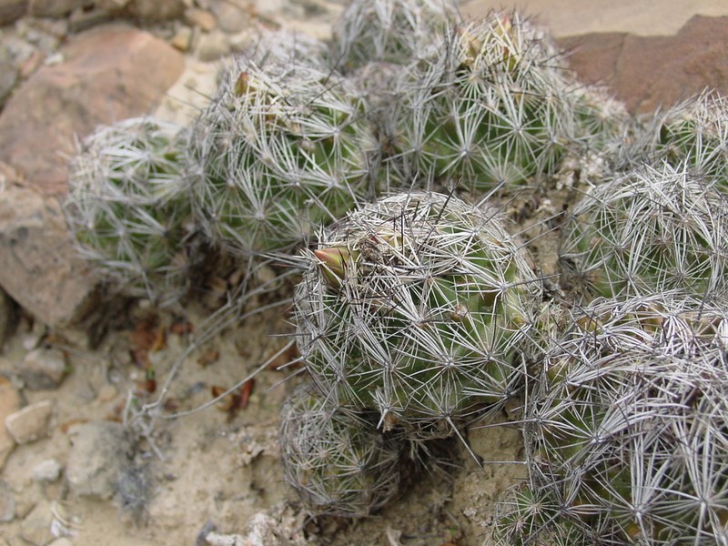 Nickels' Cactus photo 6