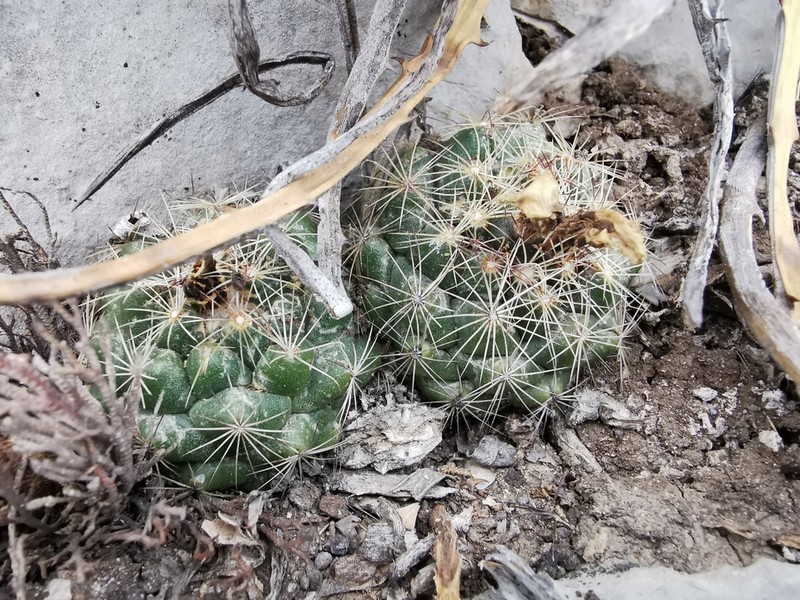 Nickels' Cactus photo 7