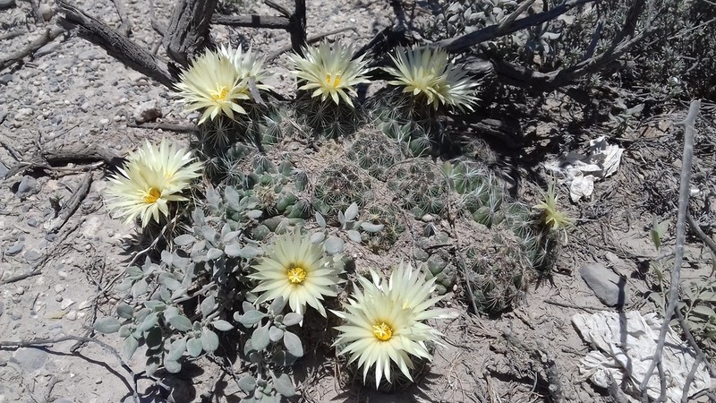 Nickels' Cactus photo 8