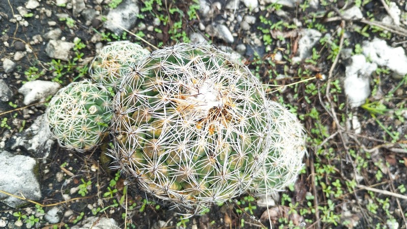 Coryphantha pallida subsp. pallida photo 2