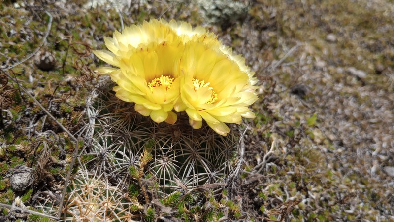 Coryphantha pallida subsp. pallida photo 3