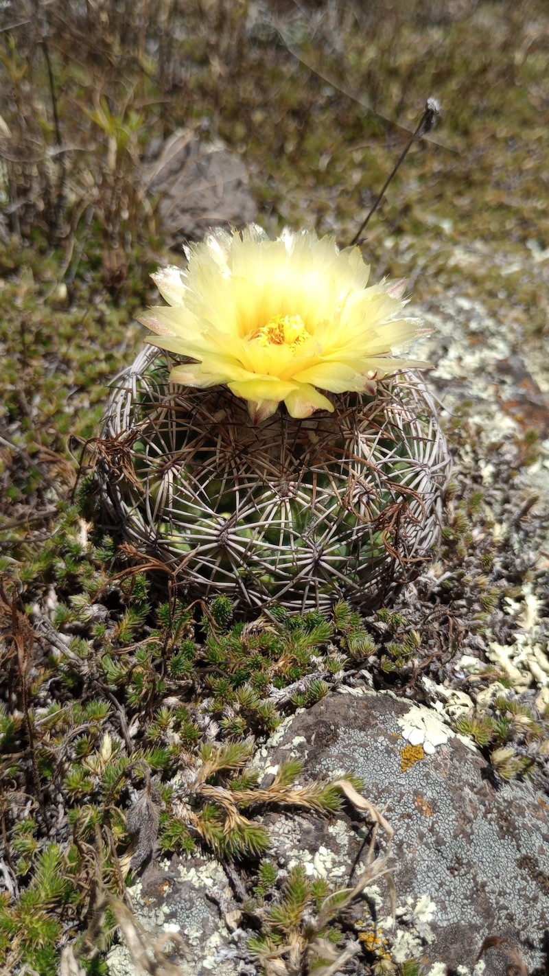Coryphantha pallida subsp. pallida photo 4