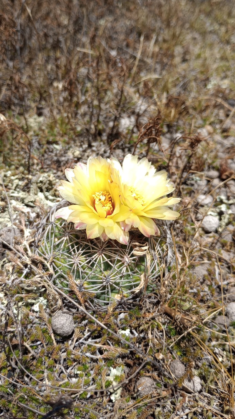 Coryphantha pallida subsp. pallida photo 5