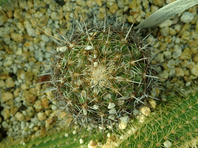 Coryphantha pallida subsp. pallida