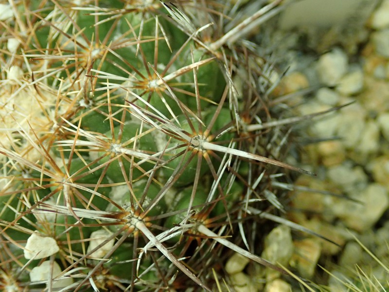 Coryphantha pallida subsp. pallida photo 6