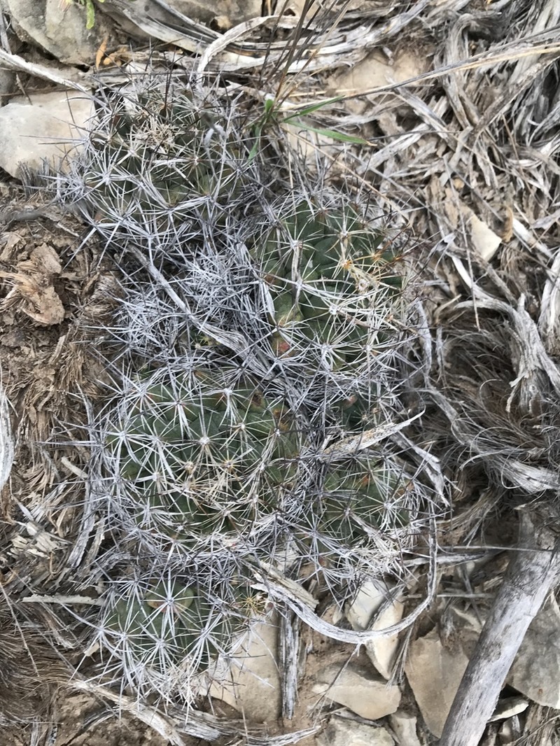 Whiskerbush photo 3