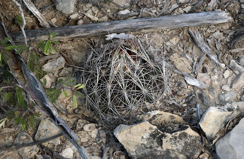 Whiskerbush photo 6