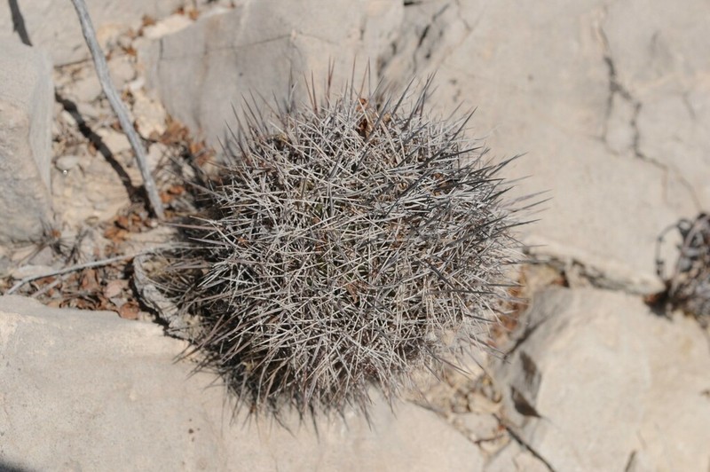 Whiskerbush photo 8