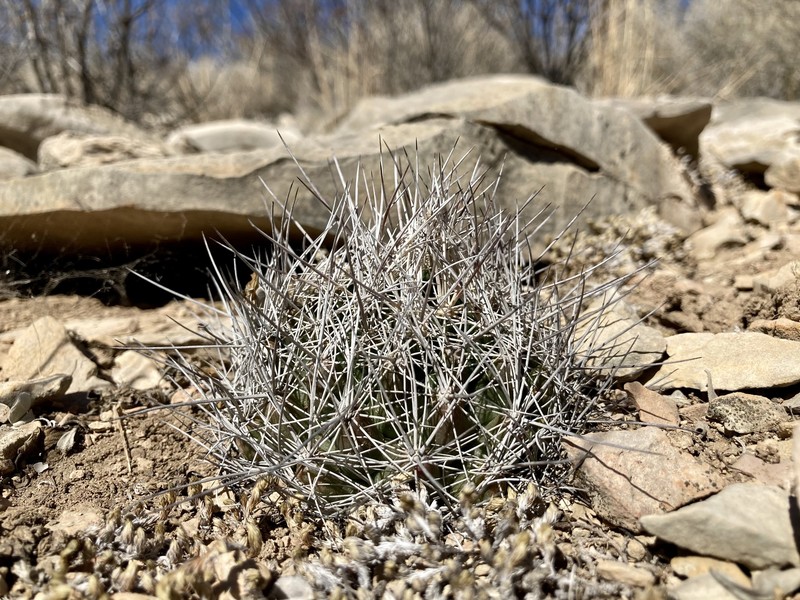 Coryphantha ramillosa subsp. ramillosa
