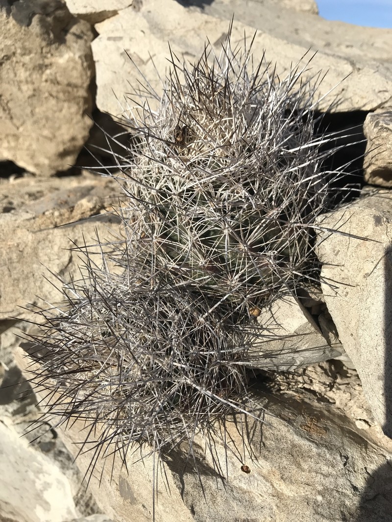 Coryphantha ramillosa subsp. ramillosa photo 2