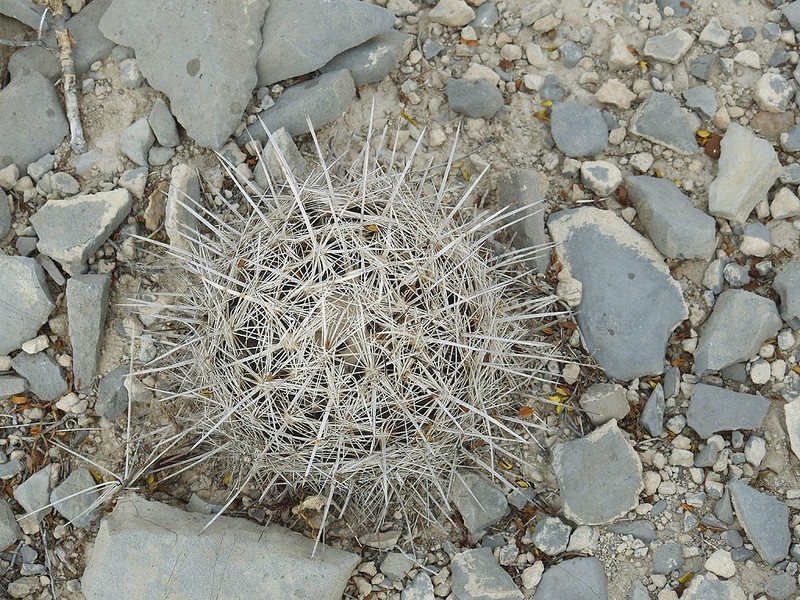 Coryphantha ramillosa subsp. ramillosa photo 3