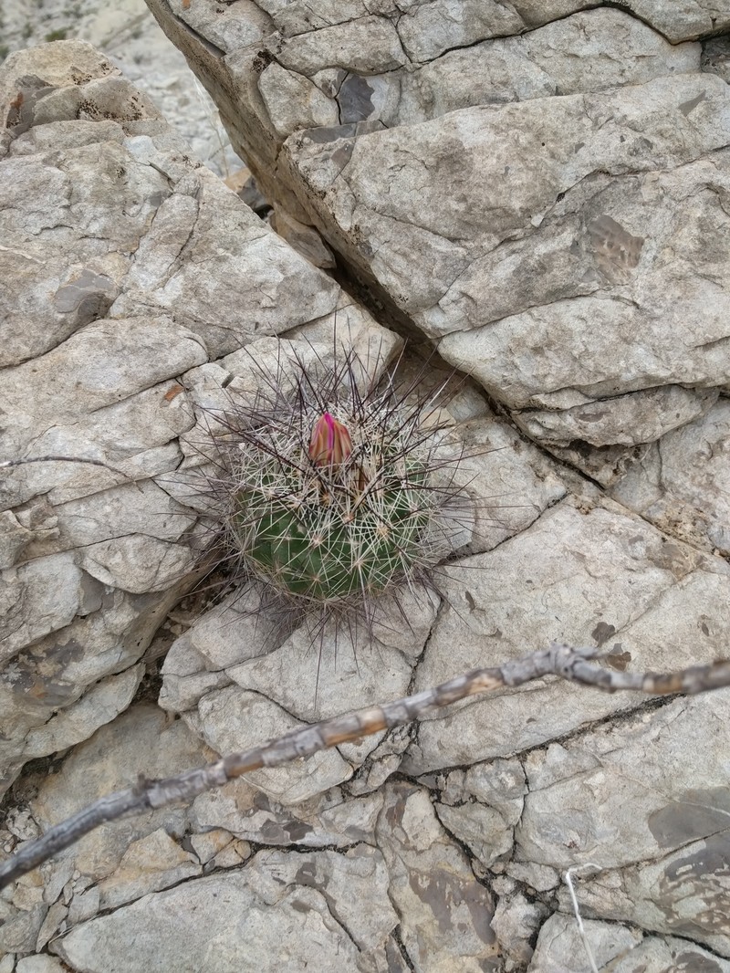 Coryphantha ramillosa subsp. ramillosa photo 4