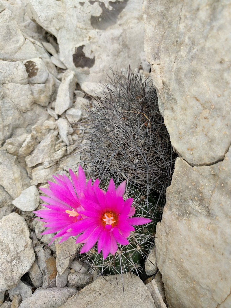 Coryphantha ramillosa subsp. ramillosa photo 5