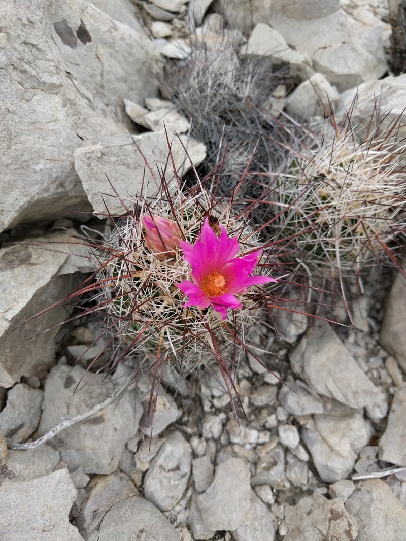 Coryphantha ramillosa subsp. ramillosa photo 6