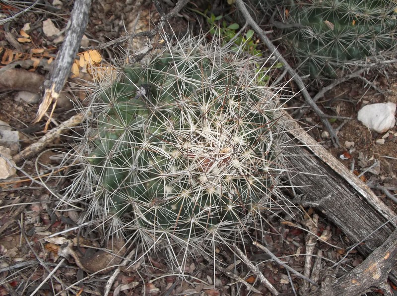 Coryphantha ramillosa subsp. ramillosa photo 7