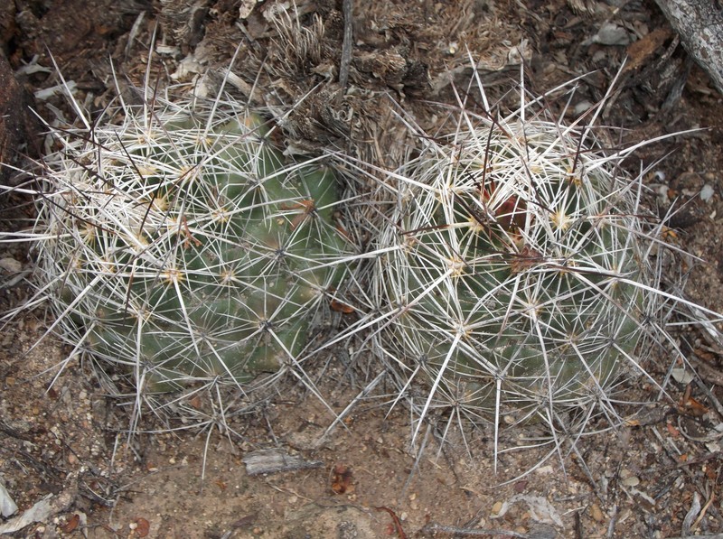 Coryphantha ramillosa subsp. ramillosa photo 8