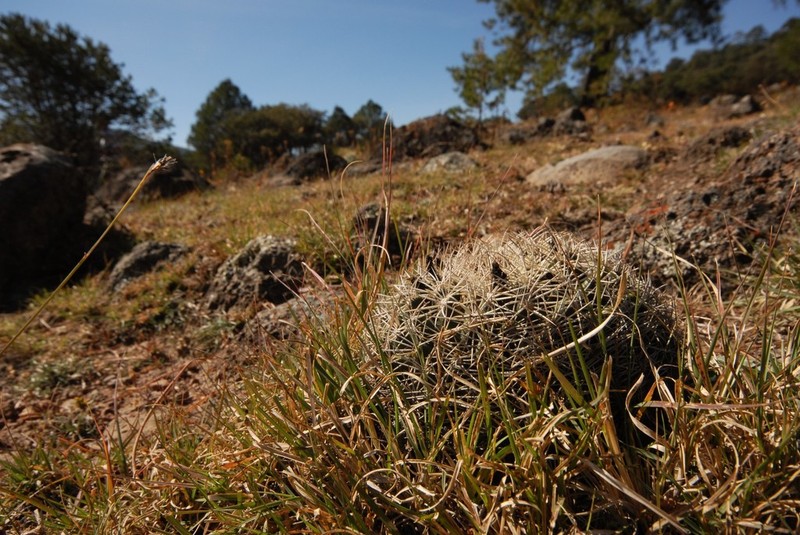Santa Cruz Beehive Cactus