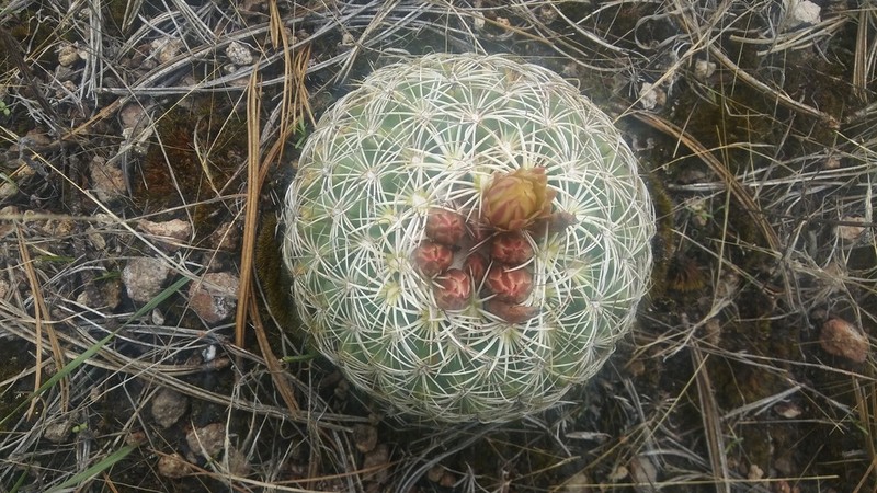 Santa Cruz Beehive Cactus photo 2