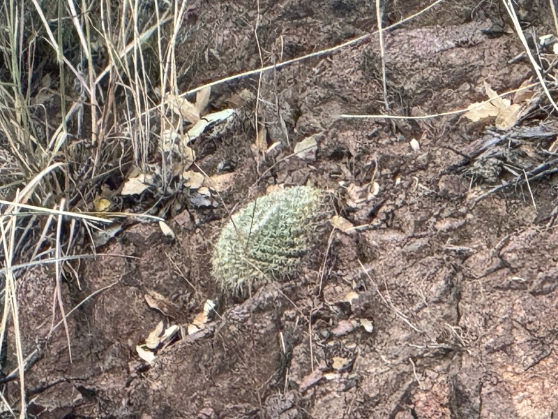 Santa Cruz Beehive Cactus photo 3