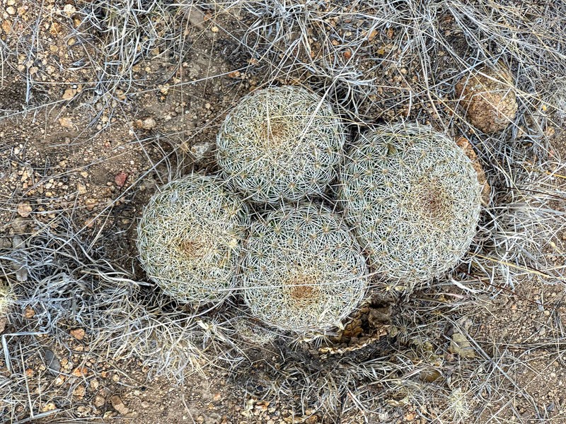 Santa Cruz Beehive Cactus photo 4