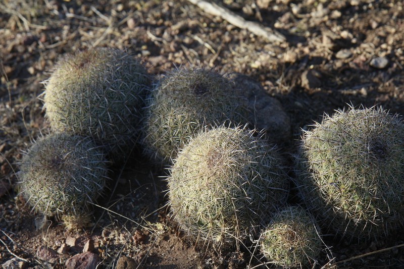 Santa Cruz Beehive Cactus photo 5