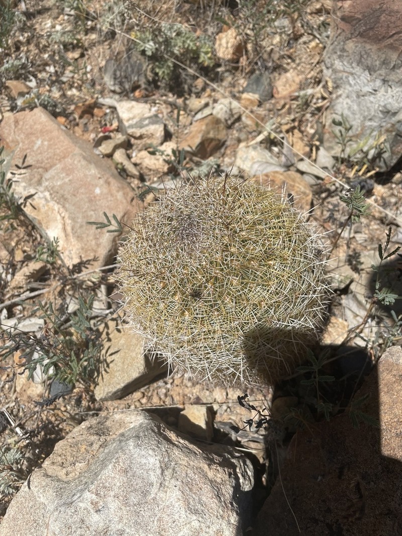 Santa Cruz Beehive Cactus photo 6