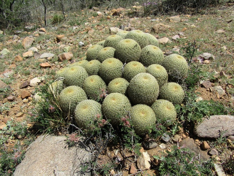 Santa Cruz Beehive Cactus photo 7