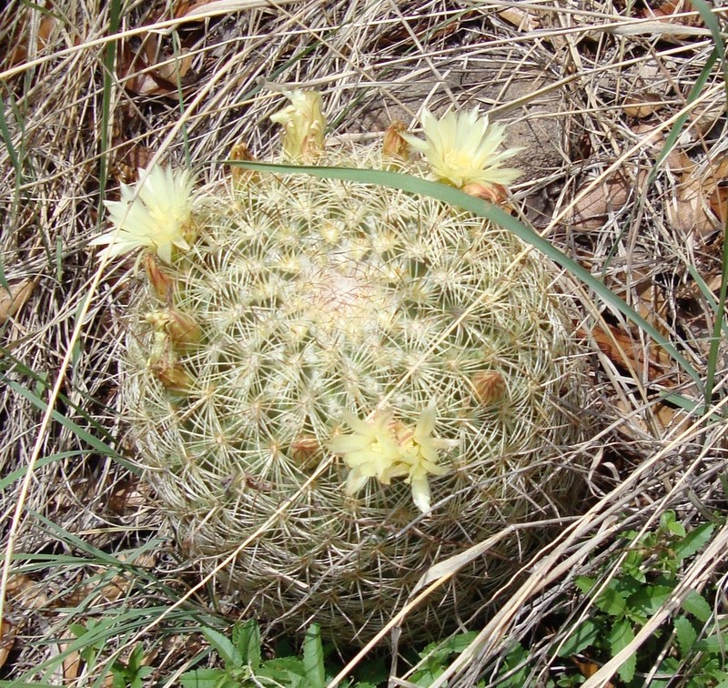 Santa Cruz Beehive Cactus photo 8