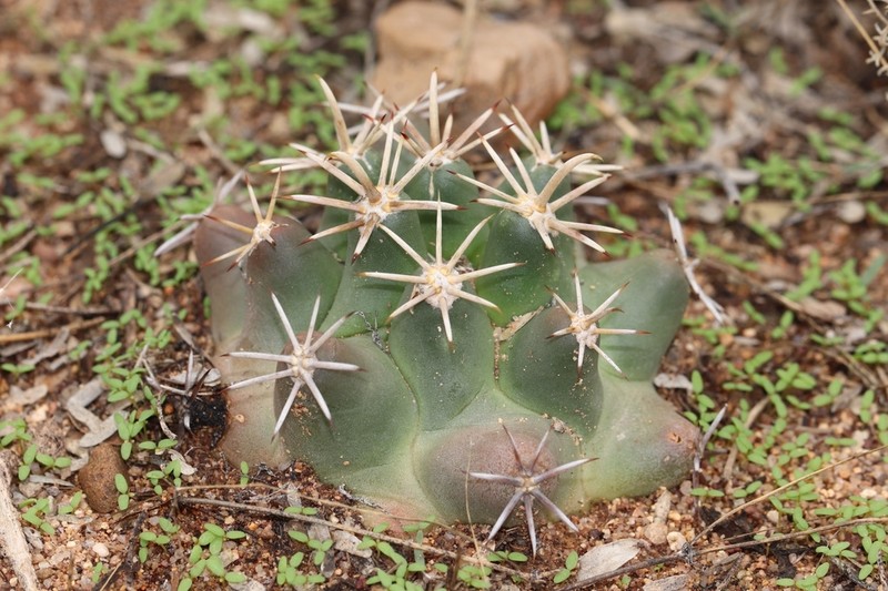 Long-Tubercle Beehive Cactus