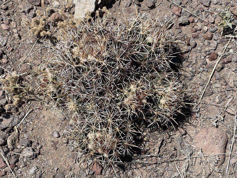 Long-Tubercle Beehive Cactus photo 2
