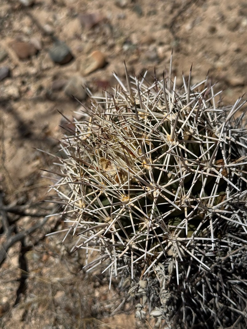 Long-Tubercle Beehive Cactus photo 3