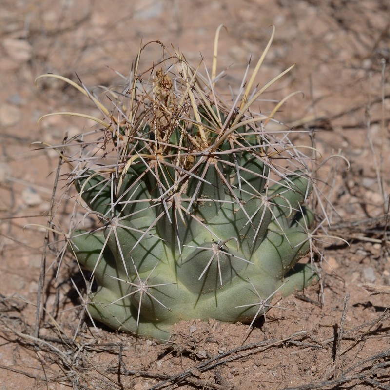 Long-Tubercle Beehive Cactus photo 4