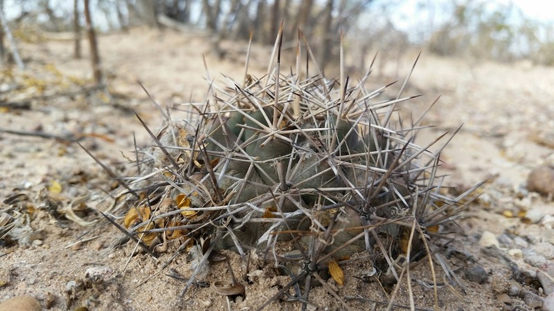 Long-Tubercle Beehive Cactus photo 5
