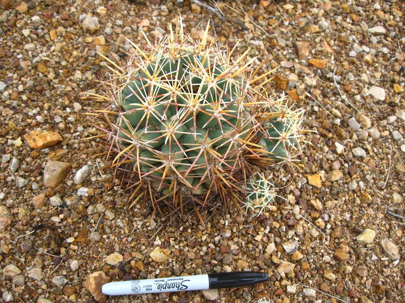 Long-Tubercle Beehive Cactus photo 6