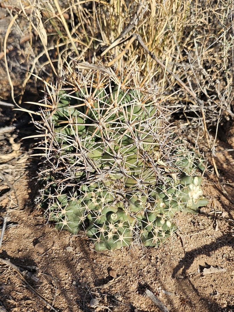 Long-Tubercle Beehive Cactus photo 7