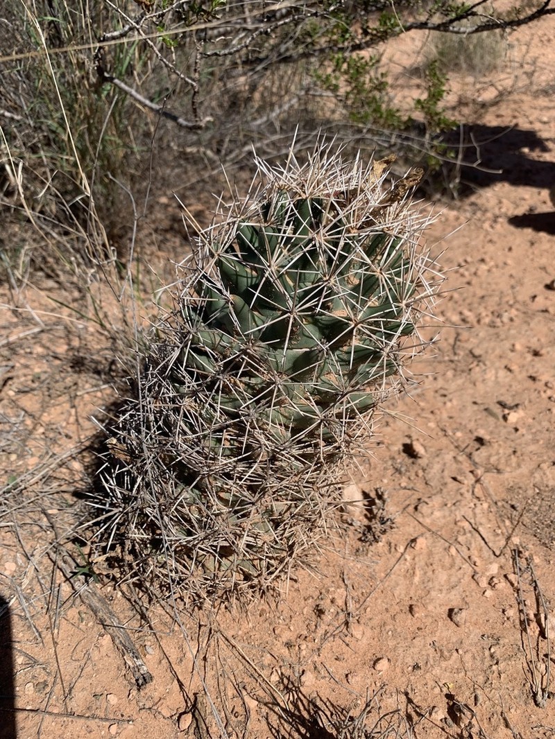 Long-Tubercle Beehive Cactus photo 8