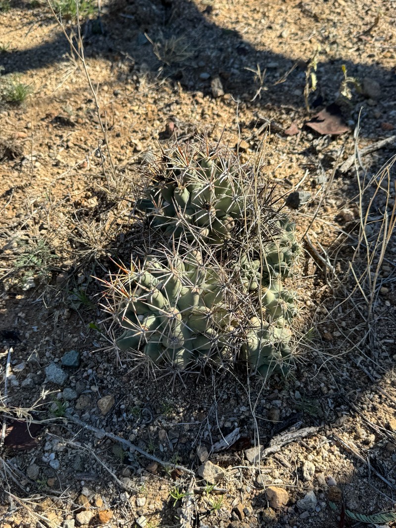 Coryphantha robustispina subsp. robustispina