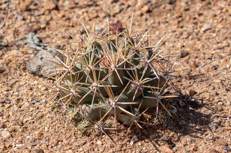 Coryphantha robustispina subsp. robustispina photo 2