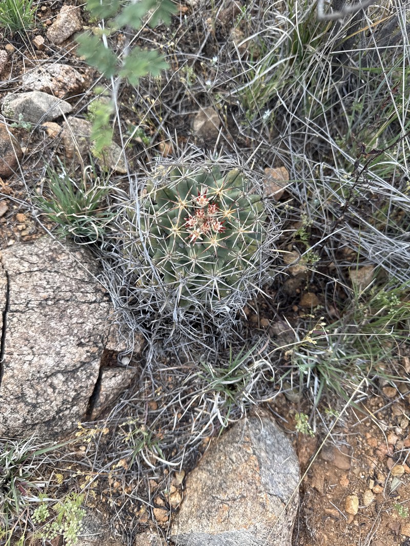 Coryphantha robustispina subsp. robustispina photo 3