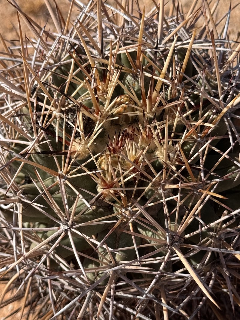 Coryphantha robustispina subsp. robustispina photo 4
