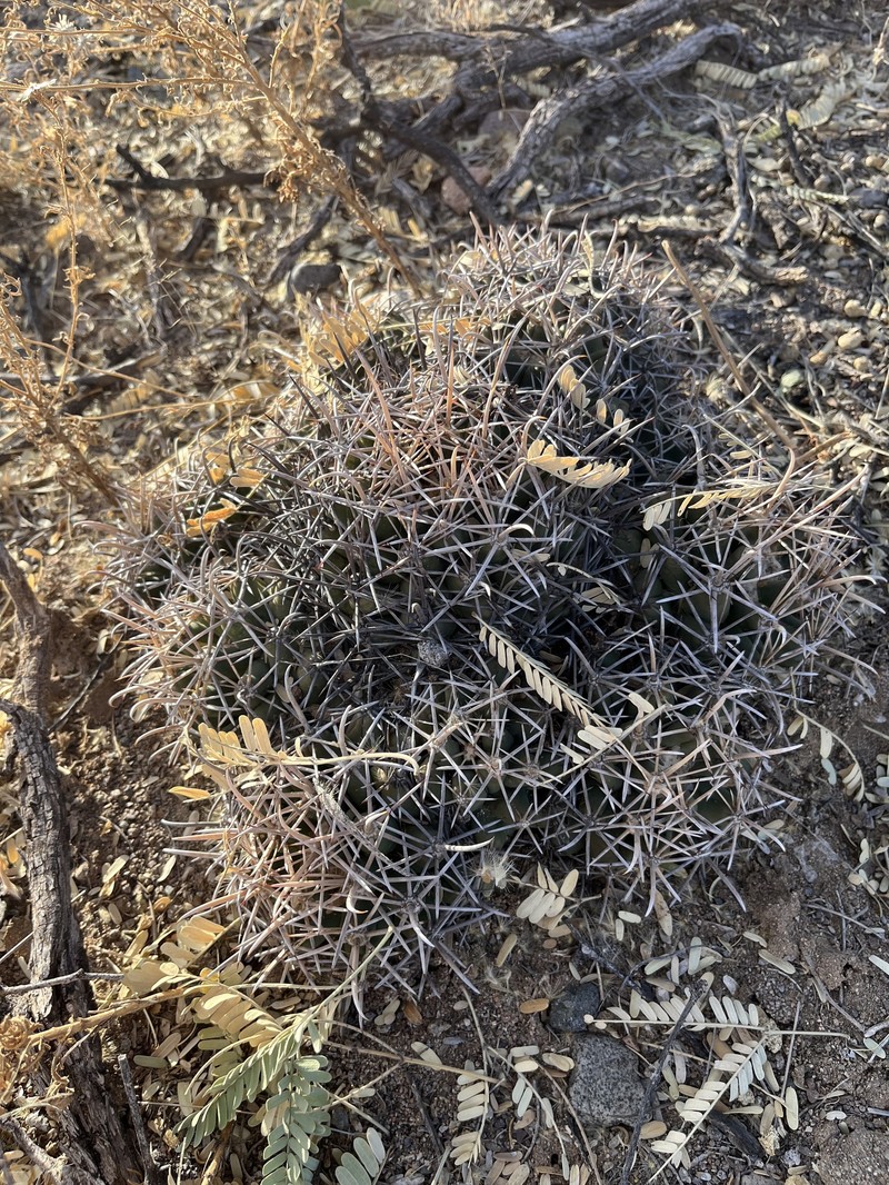 Coryphantha robustispina subsp. robustispina photo 5